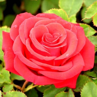 Róża wielkokwiatowa Cardinal interface.image 1