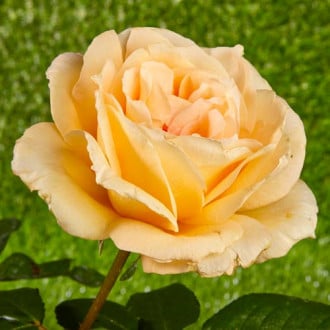 Róża wielkokwiatowa Casanova interface.image 5