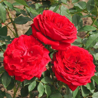 Róża wielkokwiatowa Cherry Vaza® interface.image 2
