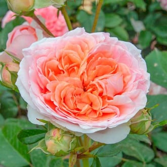 Róża wielkokwiatowa Chippendale® interface.image 2
