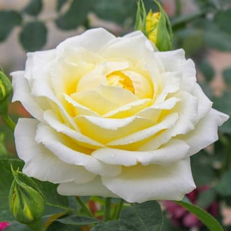 Róża wielkokwiatowa Chopin interface.image 3