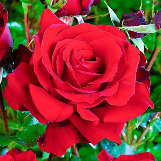 Róża wielkokwiatowa Cygne Noir interface.image 2