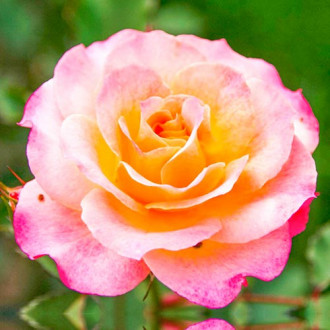 Róża wielkokwiatowa Cytrynowo - różowa interface.image 5