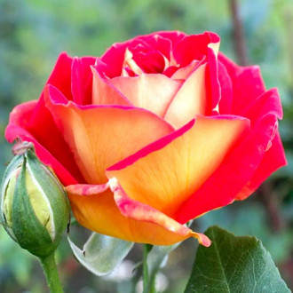Róża wielkokwiatowa Czerwono - Żółta interface.image 6