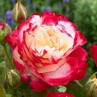 Róża wielkokwiatowa Double Delight interface.image 2