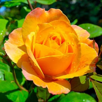 Róża wielkokwiatowa Emozione® interface.image 2