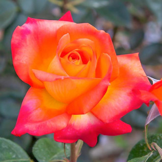 Róża wielkokwiatowa Esotica® interface.image 3