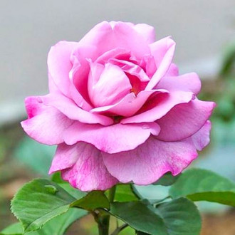 Róża wielkokwiatowa Fioletowa interface.image 4