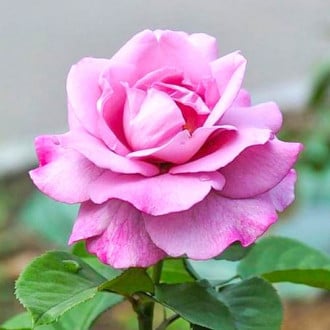 Róża wielkokwiatowa Fioletowa interface.image 1