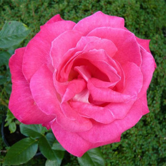 Róża wielkokwiatowa Gaujard Gaumo interface.image 3