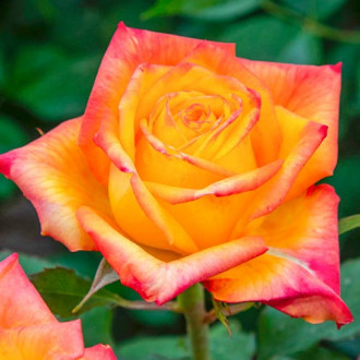 Róża wielkokwiatowa Girandola® interface.image 5