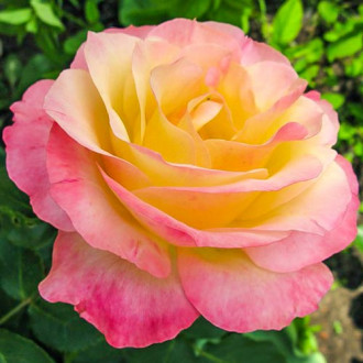 Róża wielkokwiatowa Gloria Dei interface.image 3