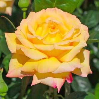 Róża wielkokwiatowa Gloria Dei interface.image 5