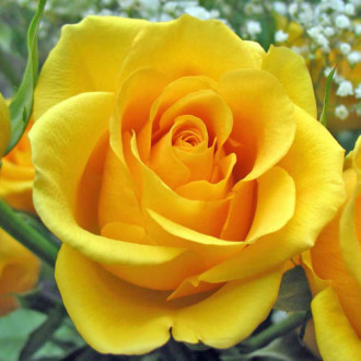 Róża wielkokwiatowa Golden Monica interface.image 2