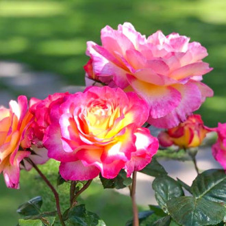 Róża wielkokwiatowa Gorgeous® interface.image 6