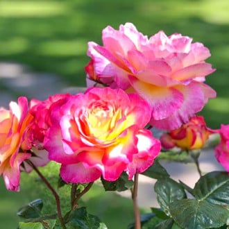 Róża wielkokwiatowa Gorgeous® interface.image 4