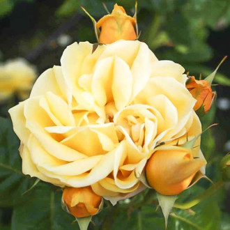 Róża wielkokwiatowa Gracious Queen interface.image 8