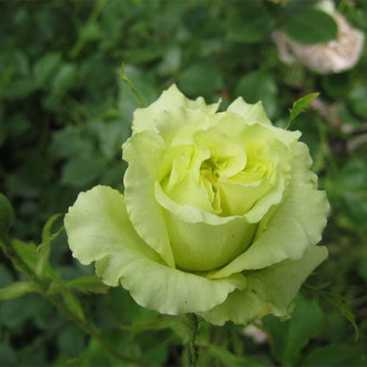 Róża wielkokwiatowa Green Peace interface.image 6