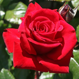 Róża wielkokwiatowa Ingrid Bergman interface.image 1