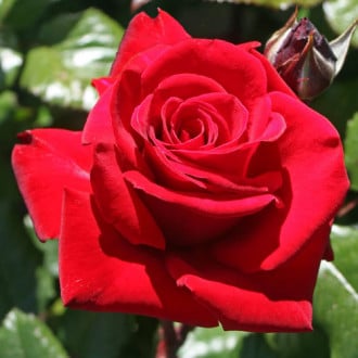 Róża wielkokwiatowa Ingrid Bergman interface.image 3