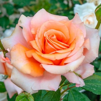 Róża wielkokwiatowa Luna Di Miele® interface.image 5