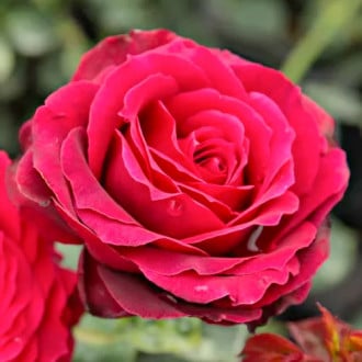 Róża wielkokwiatowa Magia Nera® interface.image 6