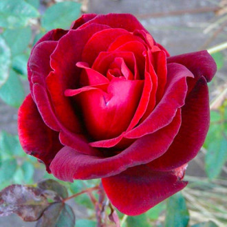 Róża wielkokwiatowa Marina Marini® interface.image 3