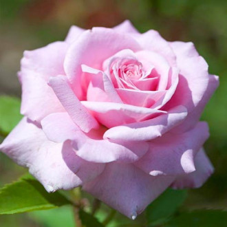 Róża wielkokwiatowa Martina interface.image 5