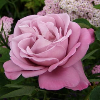 Róża wielkokwiatowa Meilanein interface.image 1