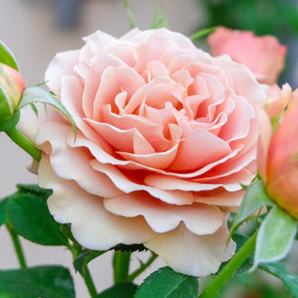 Róża wielkokwiatowa Mokarosa® interface.image 3