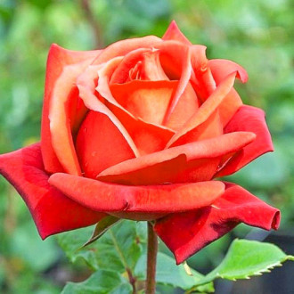Róża wielkokwiatowa Monica interface.image 5