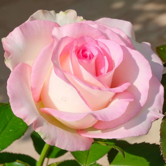 Róża wielkokwiatowa Moonstone® interface.image 4