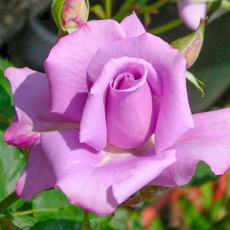 Róża wielkokwiatowa Niebiesko - Fioletowa interface.image 6