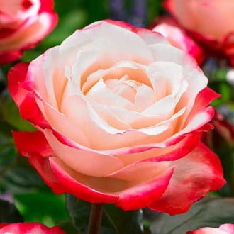 Róża wielkokwiatowa Nostalgie® interface.image 3