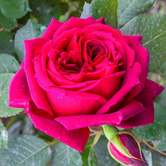 Róża wielkokwiatowa Notturno® interface.image 1