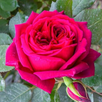 Róża wielkokwiatowa Notturno® interface.image 2
