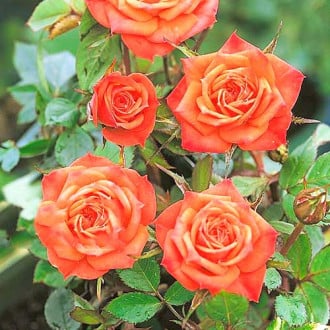 Róża wielkokwiatowa Orange mini interface.image 2