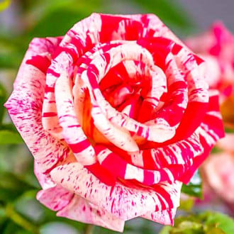 Róża wielkokwiatowa Papageno interface.image 4