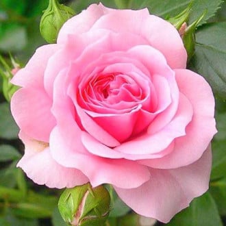 Róża wielkokwiatowa Pink Gala interface.image 3