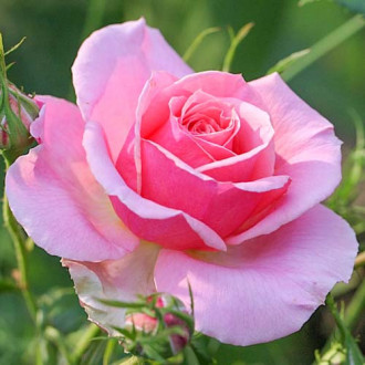 Róża wielkokwiatowa Poesia interface.image 2