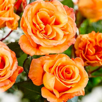 Róża wielkokwiatowa Pomarańczowa interface.image 3