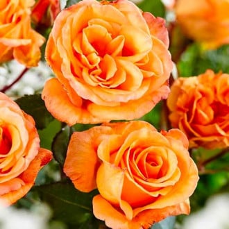 Róża wielkokwiatowa Pomarańczowa interface.image 4