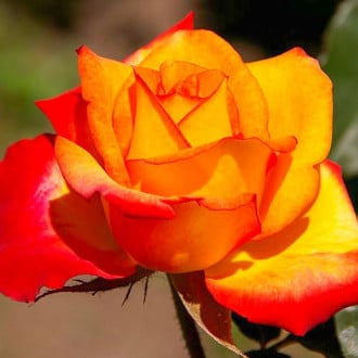 Róża wielkokwiatowa Pomarańczowo-Czerwona interface.image 4