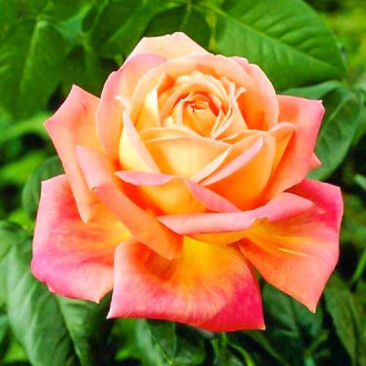 Róża wielkokwiatowa Pomarańczowo-Różowa interface.image 2