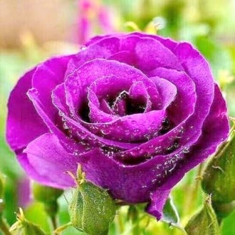 Róża wielkokwiatowa Purple mini interface.image 2
