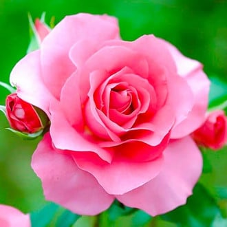 Róża wielkokwiatowa Queen of England interface.image 4
