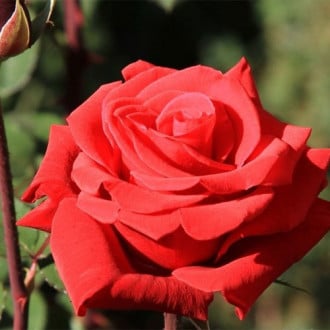 Róża wielkokwiatowa Red Berlin interface.image 4