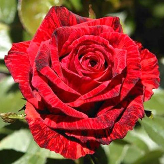 Róża wielkokwiatowa Red Intuition interface.image 4