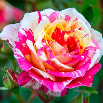 Róża wielkokwiatowa Rosita Missoni® interface.image 3
