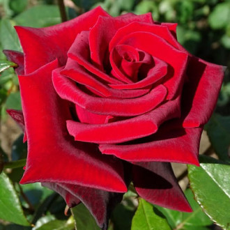 Róża wielkokwiatowa Royal William interface.image 5